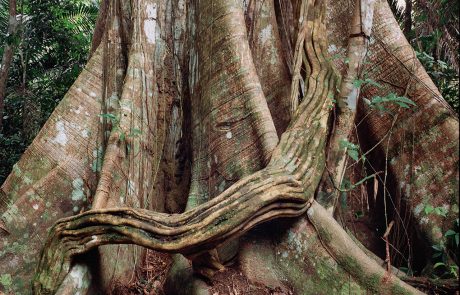 Florestas Assombradas