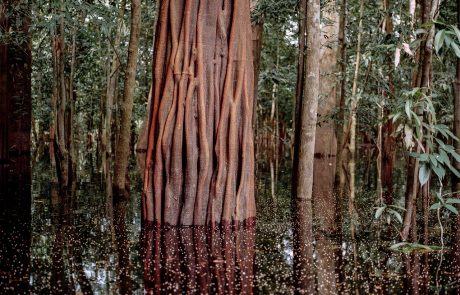 Florestas Assombradas