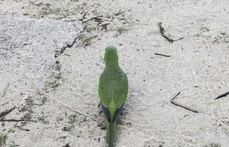 Uma coisa move ante os olhos